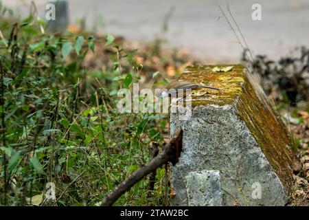 Weißkäppchen-Lachthrush oder Garrulax leucolophus-Vogel während der Wintersaison auf Safari im Dhikala-Wald jim corbett-Nationalpark oder im Tigerreservat Stockfoto