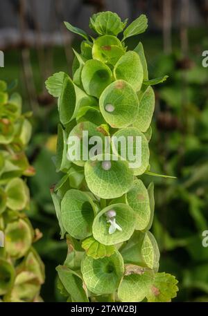 Glocken von Irland, Molucella laevis, in Blume im Garten. Aus der Türkei und Südwestasien. Stockfoto