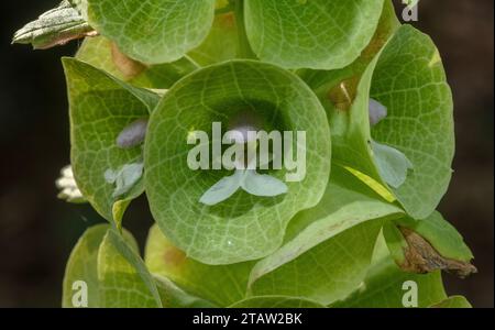 Glocken von Irland, Molucella laevis, in Blume im Garten. Aus der Türkei und Südwestasien. Stockfoto