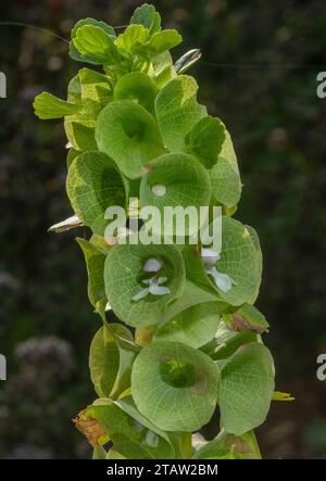 Glocken von Irland, Molucella laevis, in Blume im Garten. Aus der Türkei und Südwestasien. Stockfoto