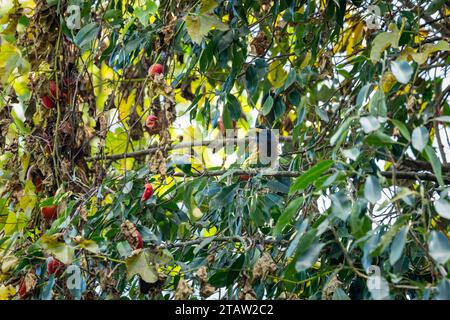 Großer Barbet oder Megalaima Jungvögel Nahaufnahme getarnt in natürlichem grünen Hintergrund oder in der Umgebung auf einem Obstbaum bei Dhikala corbett indien Stockfoto