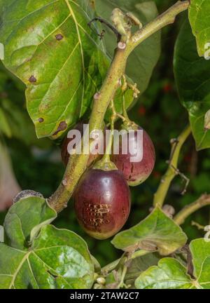 Tamarillo, oder Baumtomate Cyphomandra betacea, in Früchten im Herbst. Aus den Anden, weit verbreitet. Stockfoto