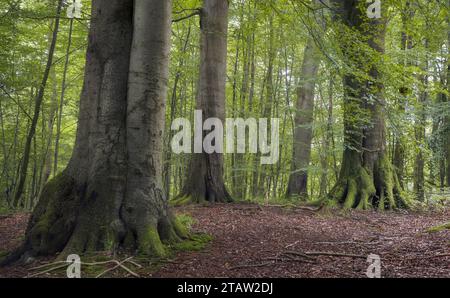 Ruhiger Waldhain mit grünen Blättern und alten Bäumen, Grasten Forest, Dänemark Stockfoto