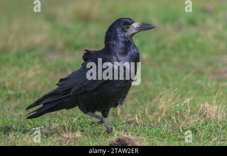 Turm, Corvus frugilegus, Fütterung auf Weide im Herbst. Stockfoto