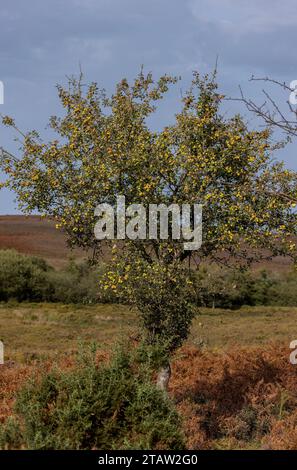 Wilde Krabbenäpfel, Malus sylvestris, auf einem Baum im New Forest, Hants. Stockfoto