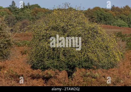 Wilde Krabbenäpfel, Malus sylvestris, auf einem Baum im New Forest, Hants. Stockfoto