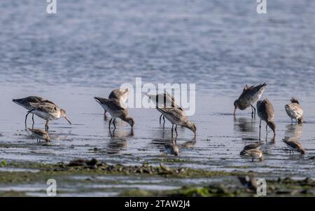 Gruppe von Rotschenkel, Tringa totanus, die entlang der Küste fressen. Stockfoto