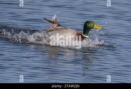 Männlicher Mallard, Anas platyrhynchos, landet in der Lagune der Küste. Stockfoto