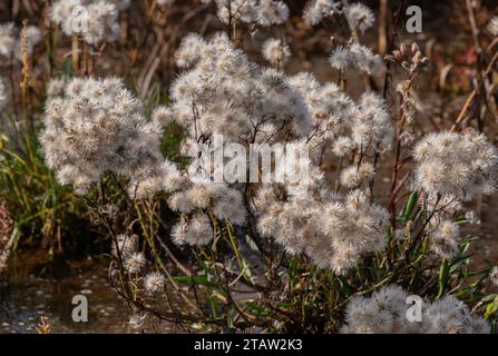 Seaster, Tripolium pannonicum, (Aster tripolium), in Frucht im Salzwand im Herbst. Hafen Von Poole. Stockfoto