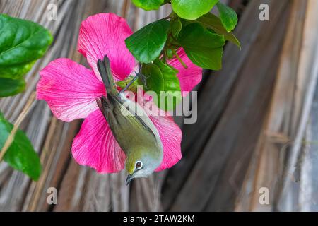 Christmas Island White-Eye (Zosterops natalis), das von einer rosa Hibiskusblume ernährt wird, Christmas Island, Australien Stockfoto