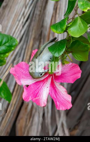 Christmas Island White-Eye (Zosterops natalis), das von einer rosa Hibiskusblume ernährt wird, Christmas Island, Australien Stockfoto