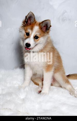Der norwegische Lundhund sitzt und schaut. Manche nennen es auch einen norwegischen Puffinhund. Stockfoto