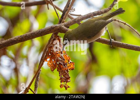 Christmas Island White-Eye (Zosterops natalis) Futtersuche, Christmas Island, Australien Stockfoto