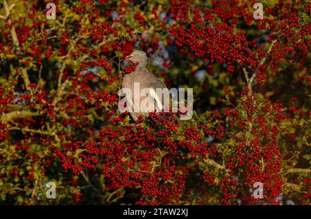 Holztaube, Columba palumbus, Fütterung von Reifen Weißdornbeeren im Spätherbst. Norfolk. Stockfoto