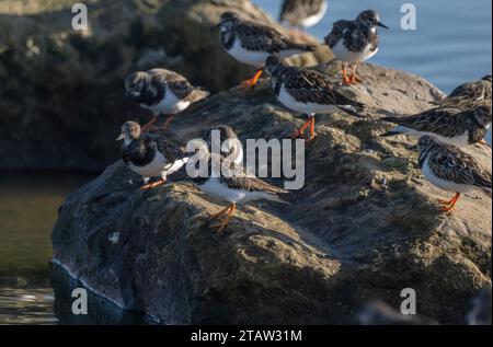 Gruppe von Turnstone, Arenaria Interpres, wartet auf Wellen, Keyhaven, Hampshire. Stockfoto