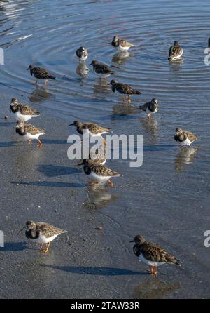 Gruppe von Turnstone, Arenaria Interpres, ernährt sich auf von Gezeiten überfluteten Straßen, Keyhaven; Hampshire. Stockfoto