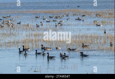 Gruppe von Brent-Gänsen, Branta bernicla, schwimmt im überfluteten Salzmarsch, Keyhaven, Hampshire. Stockfoto