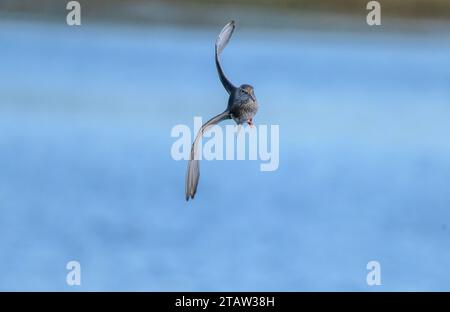 Rotschenkel, Tringa totanus, im Flug, im Winter. Stockfoto