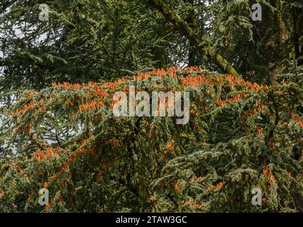 Männliche Blüten von Atlas Cedar, Cedrus atlantica glauca in Blüte im Herbst. Stockfoto