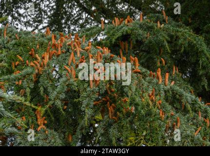 Männliche Blüten von Atlas Cedar, Cedrus atlantica glauca in Blüte im Herbst. Stockfoto