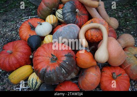 Nahaufnahme von frischen Kürbissen und verschiedenen Arten von Kürbissen, die auf dem französischen Markt zum Verkauf angeboten werden Stockfoto