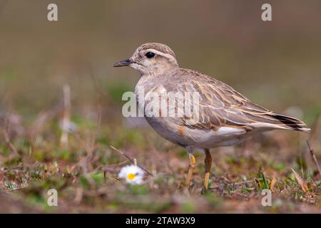 Ein mittelgroßer Vogel, der sich nach der Wanderung ausruht, Eurasischer Dotterel, Charadrius morinellus Stockfoto