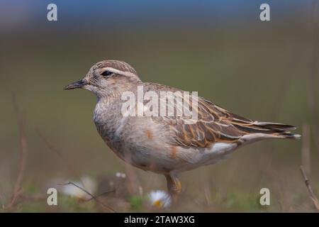 Ein mittelgroßer Vogel, der sich nach der Wanderung ausruht, Eurasischer Dotterel, Charadrius morinellus Stockfoto