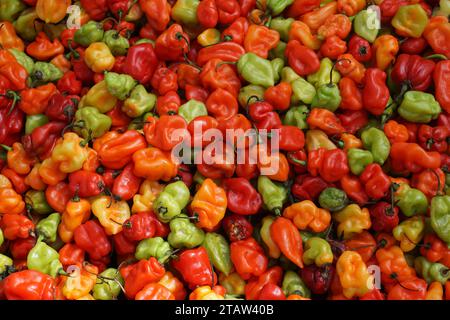 Nahaufnahme von frischen kleinen roten, orangen und grünen Paprika, die auf dem Markt auf der tropischen Insel La réunion frankreich zum Verkauf angeboten werden Stockfoto