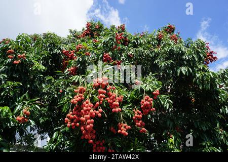 Nahaufnahme frischer Litschi, die auf dem Baum auf der tropischen Insel La réunion frankreich wachsen Stockfoto