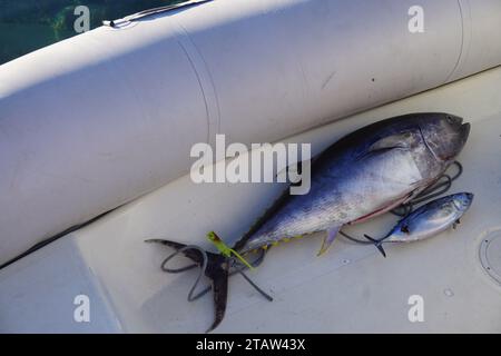 Nahaufnahme von frischem Fang an Bord eines Fischerbootes im Hafen in frankreich Stockfoto