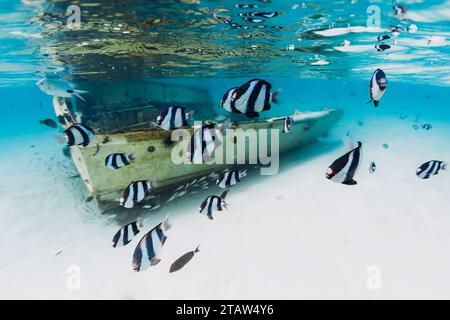 Transparentes Meer mit Schiffswrack auf Sandboden und Schwarm tropischer Fische, Unterwasser auf Mauritius Stockfoto