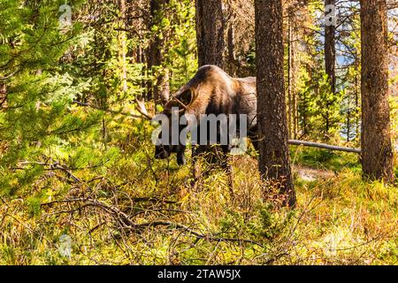 Männliche Bullenelche (Alces alces) essen vom Waldboden am Maligne Lake, Jasper, Alberta, Kanada Stockfoto