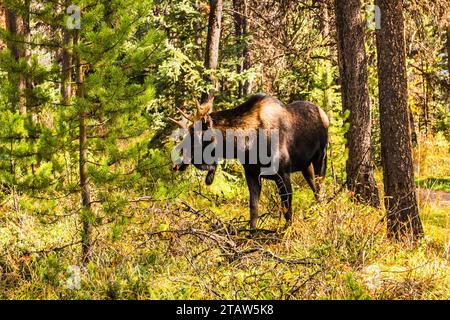 Männliche Bullenelche (Alces alces) essen am Maligne Lake, Jasper, Alberta, Kanada Stockfoto