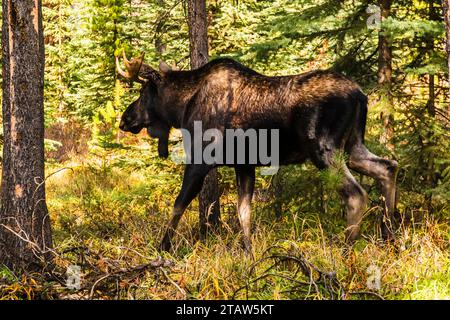 Männliche Bullenelche (Alces alces), die im Wald am Maligne Lake, Jasper, Alberta, Kanada, spazieren gehen Stockfoto
