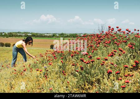 Die junge schöne, süße weiße Frau sammelt blühende rote Tulpen in der georgischen Landschaft allein im Frühling. Verliebt sein und Jugendferien glücklich machen Stockfoto