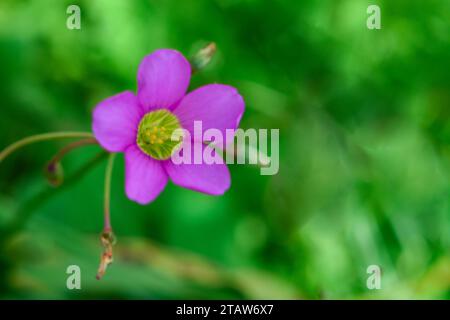 Oxalis latifolia ist eine Art blühender Pflanze aus der Familie der Sauerampfer, die allgemein als Gartenrosa-Sauerampfer bekannt ist Stockfoto
