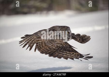 Barred Owl auf dem Flug zur Jagd Stockfoto