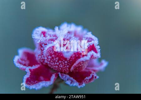 Rote Rose bedeckt mit Raureif auf einem verschwommenen blauen Hintergrund. Stockfoto