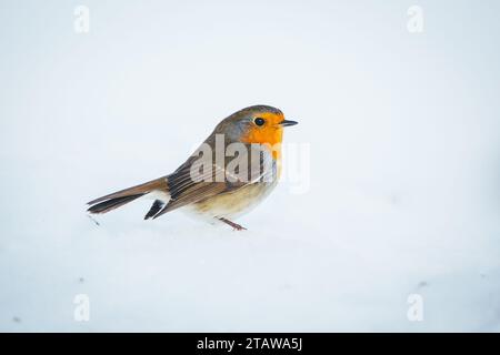 Rotkehlchen (Erithacus Rubecula) Stockfoto