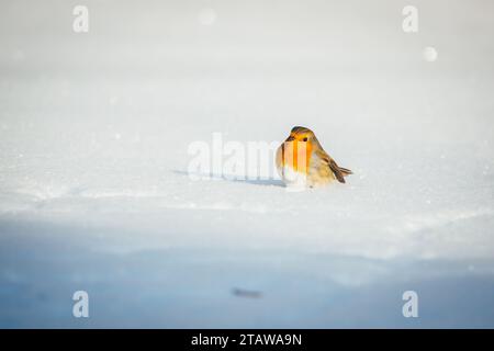 Rotkehlchen (Erithacus Rubecula) Stockfoto