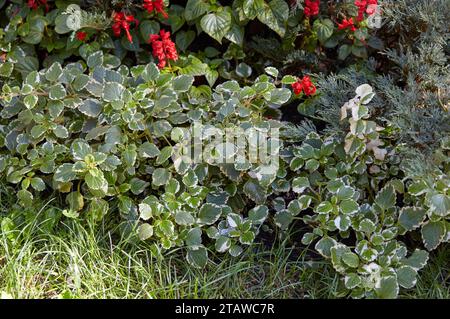 Plectranthus (Weißkantige schwedische Efeu) im Stadtgarten. Blühende Gartenblumen im Stadtpark. Selektiver Fokus Stockfoto