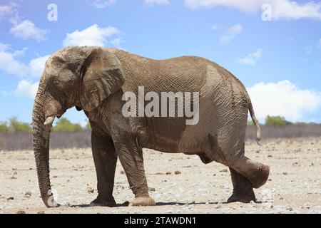 Großer erwachsener afrikanischer Elefant, der auf der trockenen Etosha-Ebene mit einem hochgezogenen Hinterbein steht Stockfoto