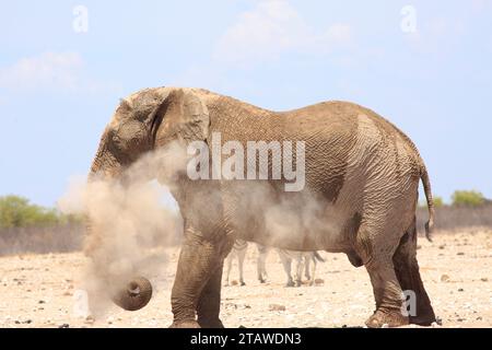 Großer BullenElefant, in Staub gehüllt. Er staubt sich mit trockenem Sand ab, um sich abzukühlen und seine Haut zu schützen, während Zebras im Hintergrund laufen. Stockfoto