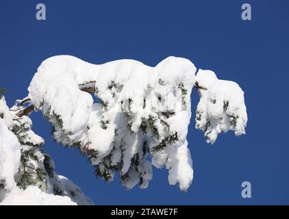 Tutzing, Bayern, Deutschland 03. Dezember 2023: Ein Wintertag mit viel Schnee und Sonne in Tutzing Landkreis Starnberg.viel Schnee kam über Nacht, Winterwunderland, Schnee und Sonnenschein, Winterbild, Wetterbild, Schneebedeckt, AST mit viel Schnee, Schneebruch, Gefahr, Last, Gewicht *** Tutzing, Bayern, Deutschland 03 Dezember 2023 Ein Wintertag mit viel Schnee und Sonne im Stadtteil Tutzing Starnberg viel Schnee kam über Nacht, Winterwunderland, Schnee und Sonne, Winterbild, Wetterbild, schneebedeckt, Ast mit viel Schnee, Schneeräumung, Gefahr, Last, Gewicht Stockfoto