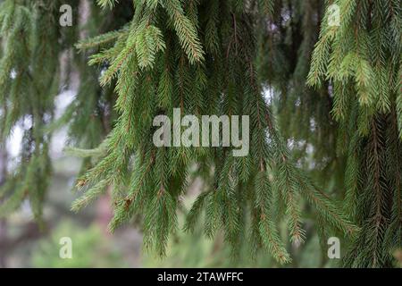 Zweig der europäischen Fichte oder Picea abies. Cultivar Virgata oder Schlangenzweig Fichte. Naturgrüner Hintergrund von Nadelzweigen. Stockfoto