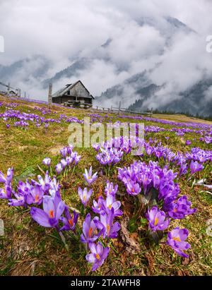 Blühende violette Crocus heuffelianus (vernus) Alpenblumen auf Frühlingsgebirgsplateau vertikales hochauflösendes Kompositbild mit Rücksicht Stockfoto