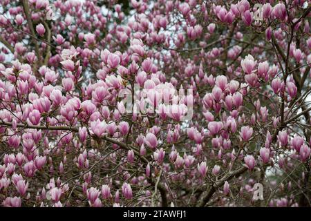 Üppige Blüte der rosafarbenen Blumen der chinesischen Magnolie oder Untertasse, Magnolia x soulangeana, frühe Frühling, natürlicher floraler rosa Hintergrund. Stockfoto