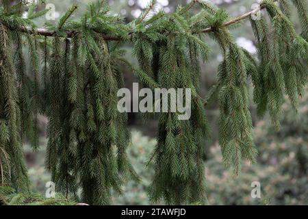 Zweig der europäischen Fichte oder Picea abies. Cultivar Virgata oder Schlangenzweig Fichte. Naturgrüner Hintergrund von Nadelzweigen. Stockfoto