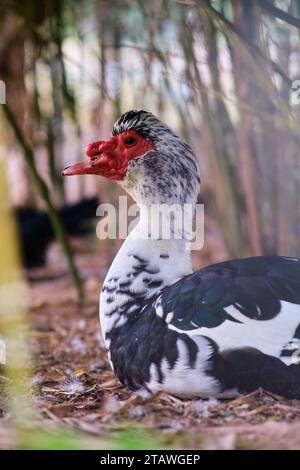 Weiße Gans mit schwarzen Flecken Stockfoto