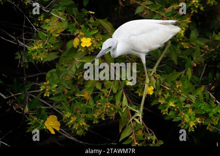 Ein kleiner blauer Reiher jagt entlang eines Kanals am Lake Apopka, Florida Stockfoto